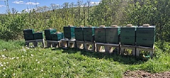 Bienenstand